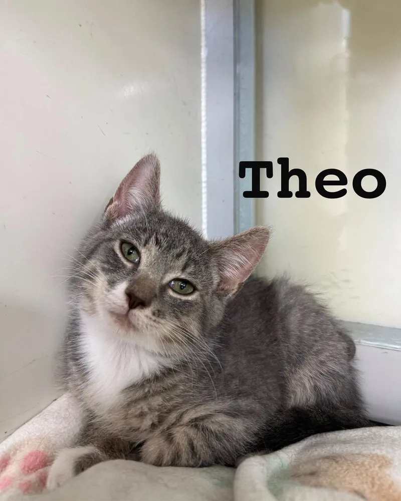 A young medium-sized male Domestic Short Hair cat named Theo for adoption in Spring Lake, NJ