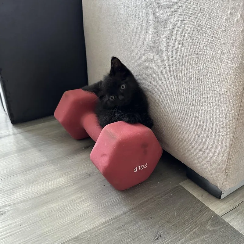 A baby small-sized female Black Domestic Medium Hair cat named Joey for adoption in Oakton, VA