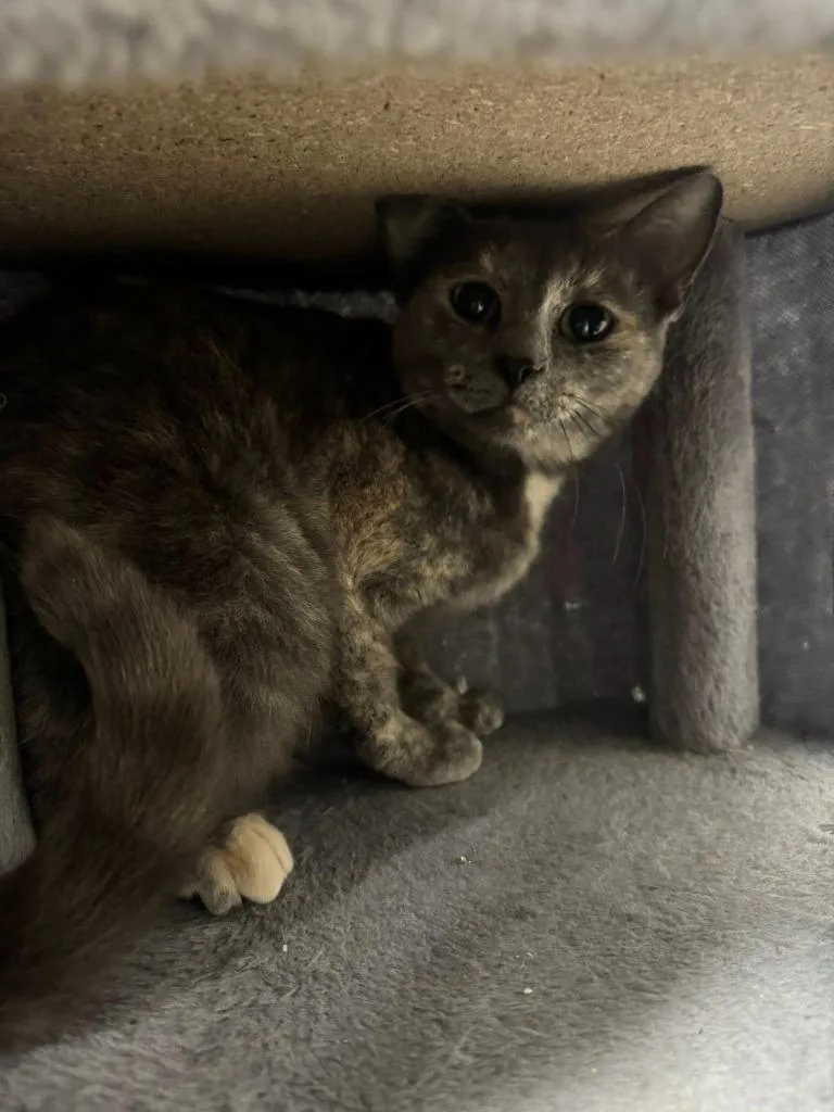 Starburst thumbnail 2