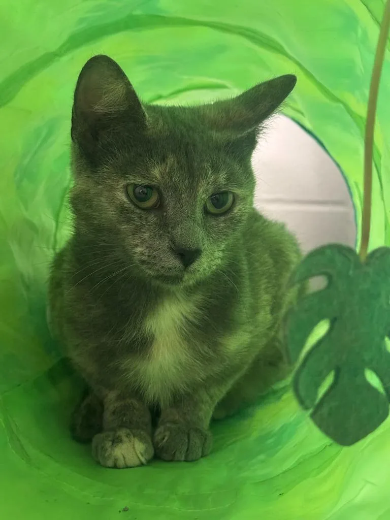 Starburst thumbnail 3