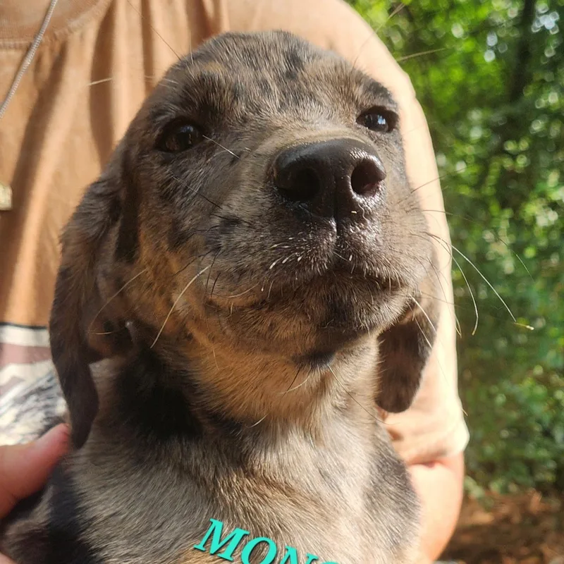 A baby medium-sized female Merle (Red) Labrador Retriever dog named Monopoly Shuffle for adoption in Andover, MA