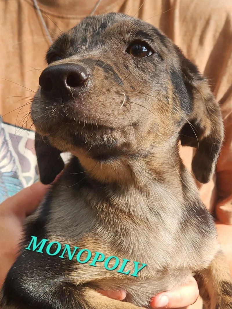 Monopoly Shuffle thumbnail 3