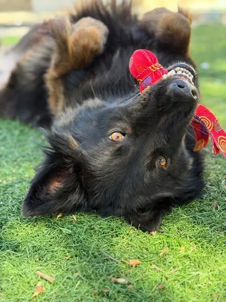 An adult large-sized male Belgian Shepherd / Malinois dog named Falchor for adoption in Vancouver, WA