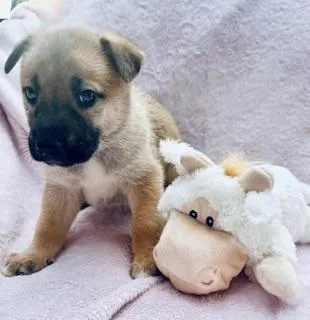 A baby medium-sized female Tricolor (Brown, Black, & White) Shepherd dog named Cabernet for adoption in Houston, TX
