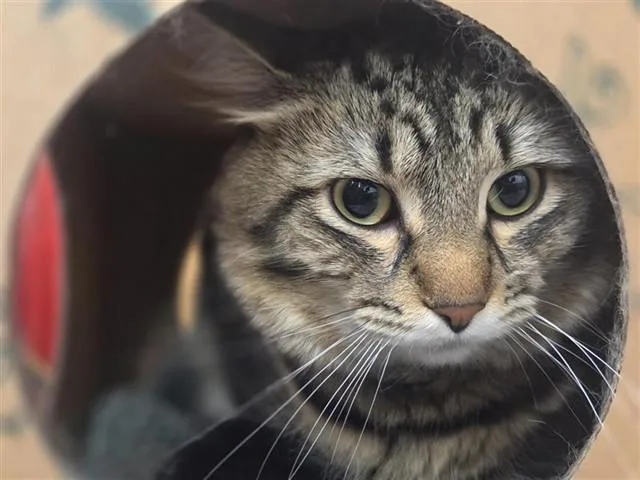 A young medium-sized male Domestic Short Hair cat named Fluff for adoption in Saint Louis, MO