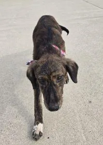 A young medium-sized female Catahoula Leopard Dog named Phoenix for adoption in Bucyrus, OH