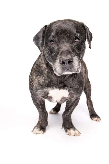 An adult medium-sized male Terrier dog named King for adoption in Miami, FL