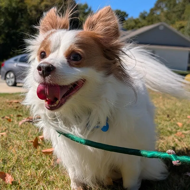 A senior small-sized male White / Cream Chihuahua dog named Hoke for adoption in Wake Forest, NC