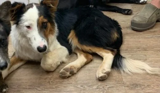 A young medium-sized male Australian Shepherd dog named Chubbs for adoption in Tucumcari, NM