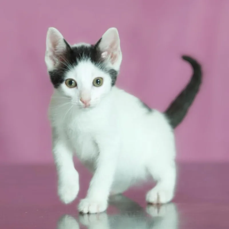 A baby small-sized male White Domestic Short Hair cat named Almond for adoption in Forest Park, IL
