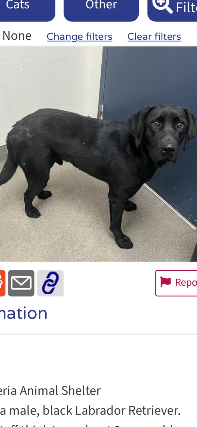 An adult large-sized male Labrador Retriever dog named Eddie for adoption in San Diego, CA