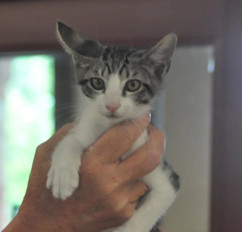 A baby medium-sized male Brown / Chocolate Domestic Short Hair cat named Luigi for adoption in Slidell, LA
