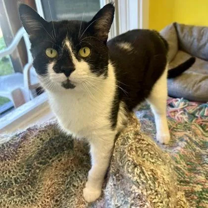 An adult large-sized male Domestic Short Hair cat named Zadorov for adoption in East Montpelier, VT