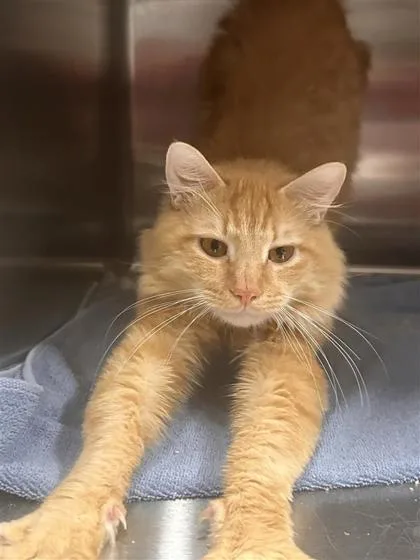 An adult small-sized female Domestic Short Hair cat named Apricot for adoption in West Chester, PA