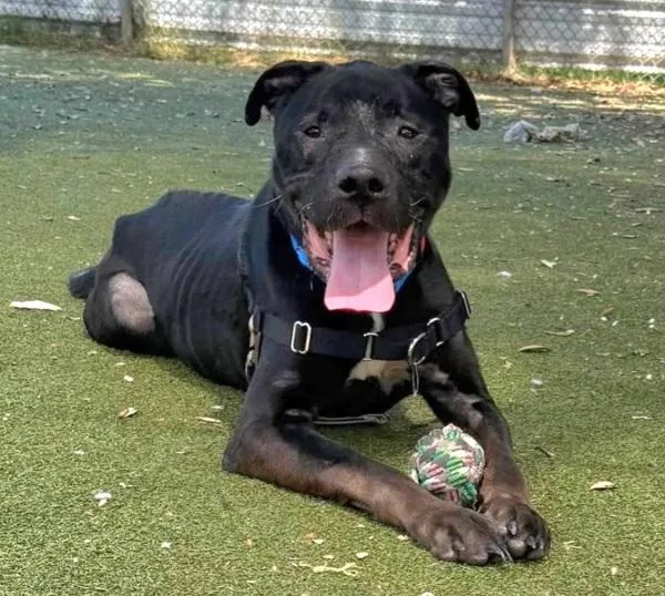 A senior large-sized male Mixed Breed dog named Marty for adoption in Austin, TX