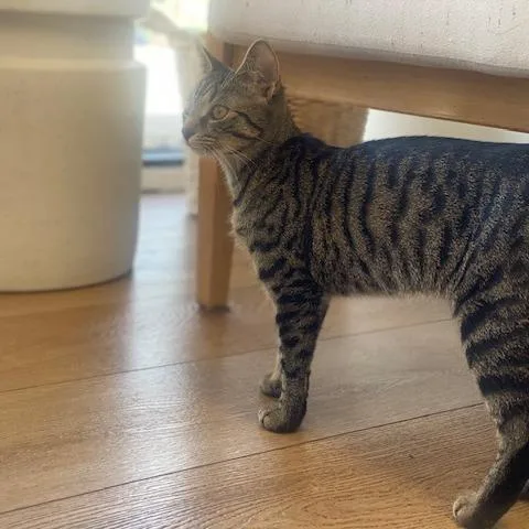 A young medium-sized female Brown / Chocolate Domestic Short Hair cat named Zelda for adoption in Chesapeake, VA