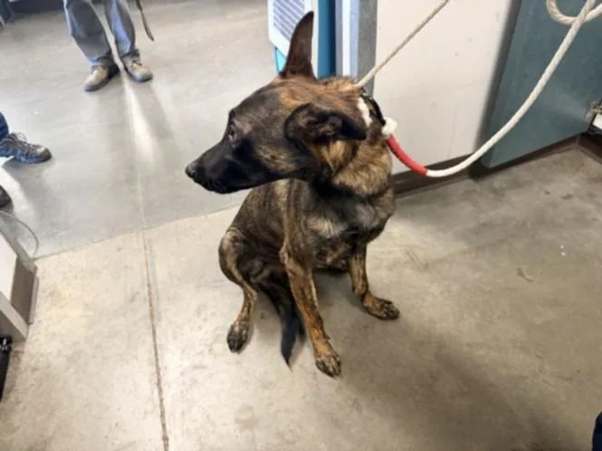 A young large-sized male Belgian Shepherd / Malinois dog named Duece for adoption in Chatsworth, CA