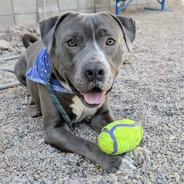 A young medium-sized male Pit Bull Terrier dog named Zeeke for adoption in Mesa, AZ