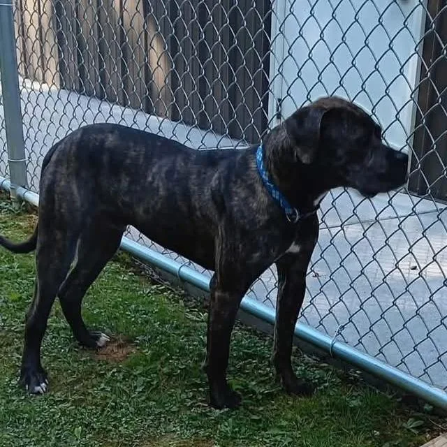 A young small-sized male Brindle Boxer dog named Bondo for adoption in Carrollton, OH