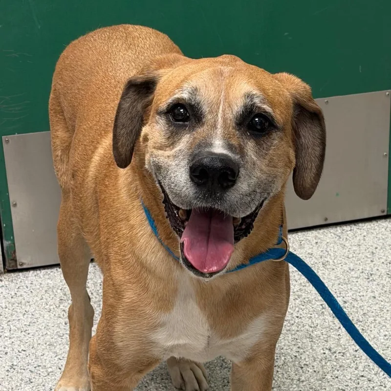 A senior large-sized male Boxer dog named Rocky for adoption in Reno, NV