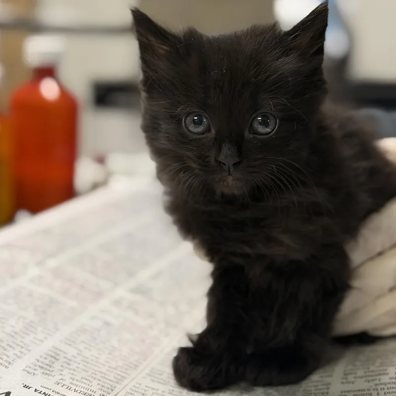 A baby small-sized female Black Domestic Medium Hair cat named Saffron for adoption in Houston, TX