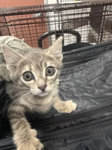 A baby small-sized female Domestic Medium Hair cat named Tod for adoption in Chatsworth, CA