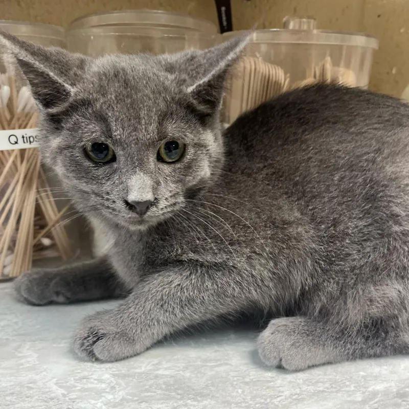 A baby medium-sized male Gray / Blue / Silver Domestic Short Hair cat named Muenster for adoption in Lewisburg, WV