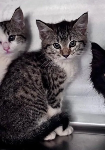 A baby small-sized female Tabby (Gray / Blue / Silver) Domestic Short Hair cat named Daisy for adoption in Bishop, GA