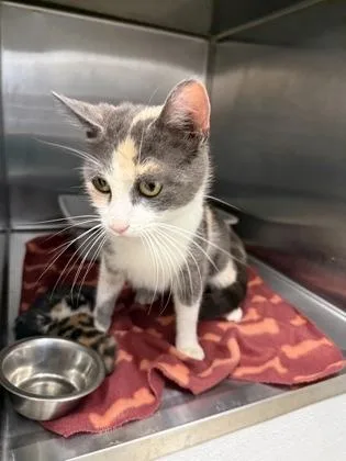 An adult medium-sized female Domestic Short Hair cat named Ice Cream for adoption in Lafayette, IN