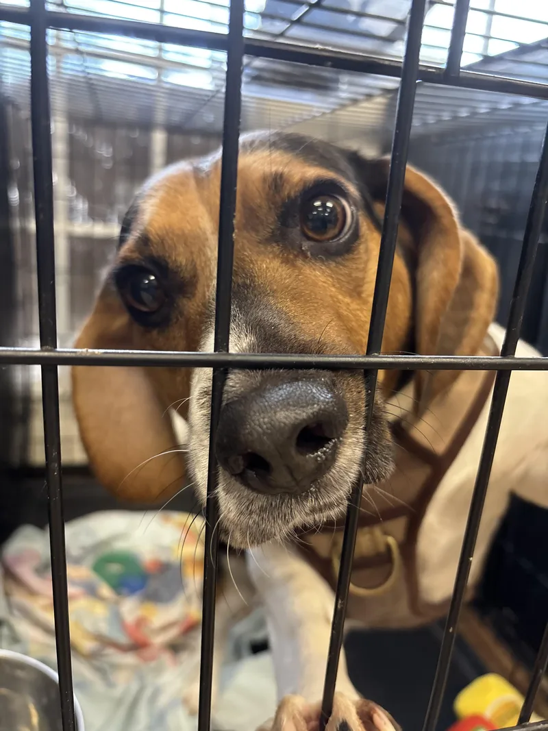 An adult medium-sized male Beagle dog named Boba for adoption in Ellicott City, MD