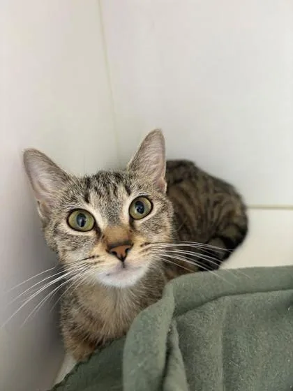 A young small-sized female Domestic Short Hair cat named Maxi for adoption in Manteo, NC