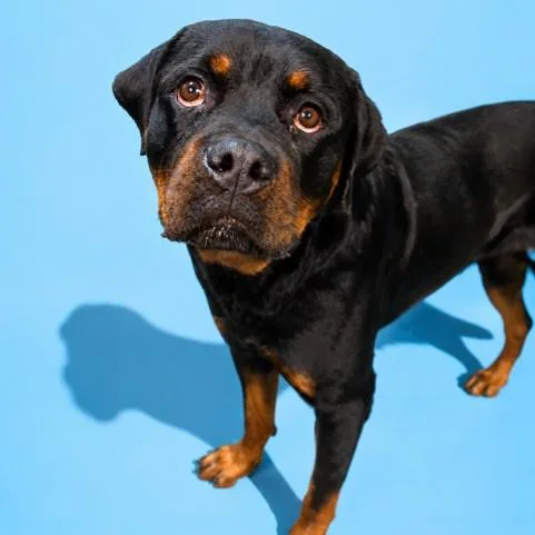 An adult large-sized male Mixed Breed dog named Gunther for adoption in Jacksonville, FL