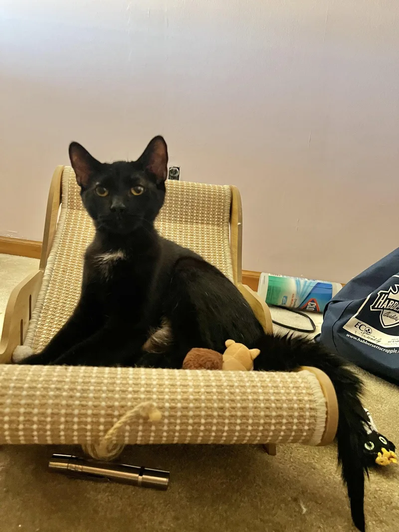 A baby medium-sized male Black Domestic Short Hair cat named Riley for adoption in Yardley, PA