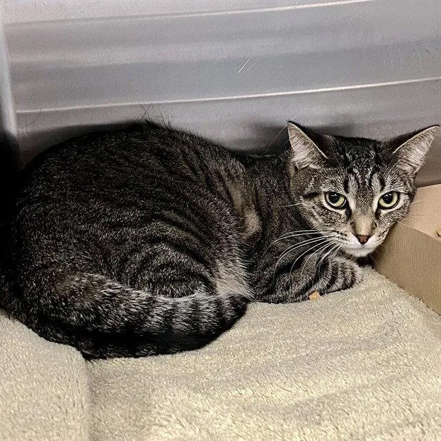 A young small-sized female Brown / Chocolate Domestic Short Hair cat named Chloe for adoption in Tavares, FL