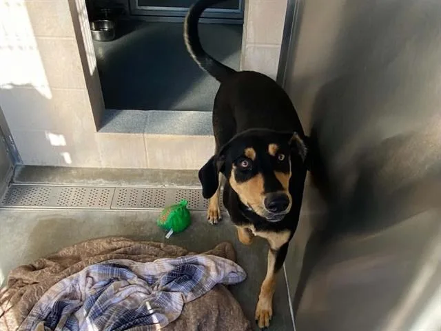 A young large-sized male Doberman Pinscher dog named Jim for adoption in Tustin, CA