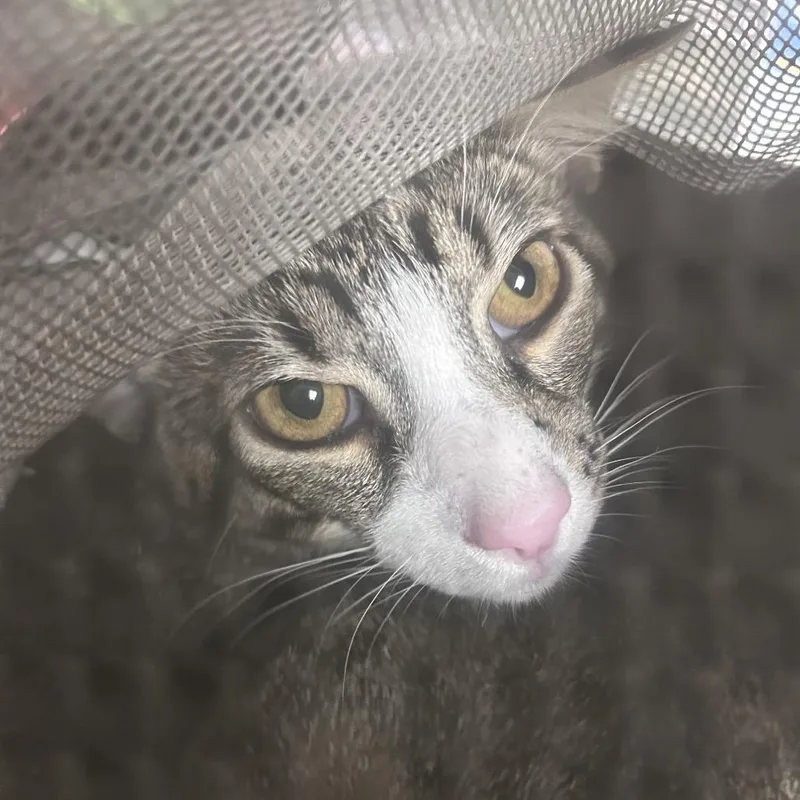 A young medium-sized female Gray / Blue / Silver Domestic Short Hair cat named Chloe for adoption in Philadelphia, PA