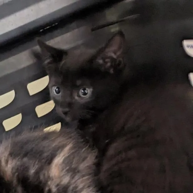 A baby small-sized female Black Domestic Short Hair cat named Anri for adoption in Lynchburg, VA
