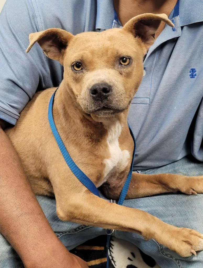 A young medium-sized female Pit Bull Terrier dog named Michelle for adoption in Hopkinsville, KY