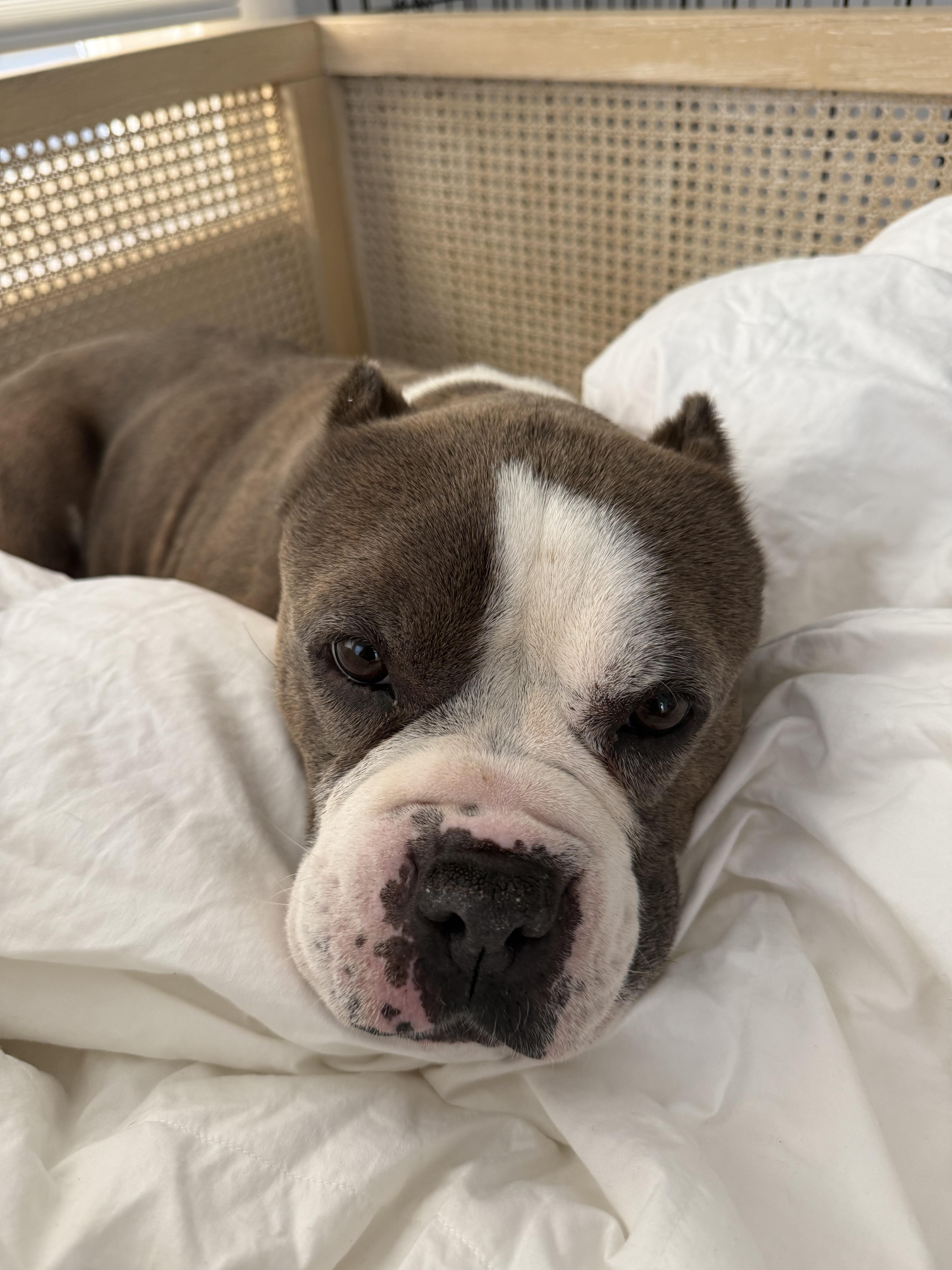 An adult medium-sized female Brindle Staffordshire Bull Terrier dog named Colette for adoption in Santa Monica, CA