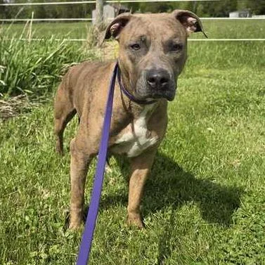 A young medium-sized female Yellow / Tan / Blond / Fawn Pit Bull Terrier dog named Nala for adoption in Perkiomenville, PA