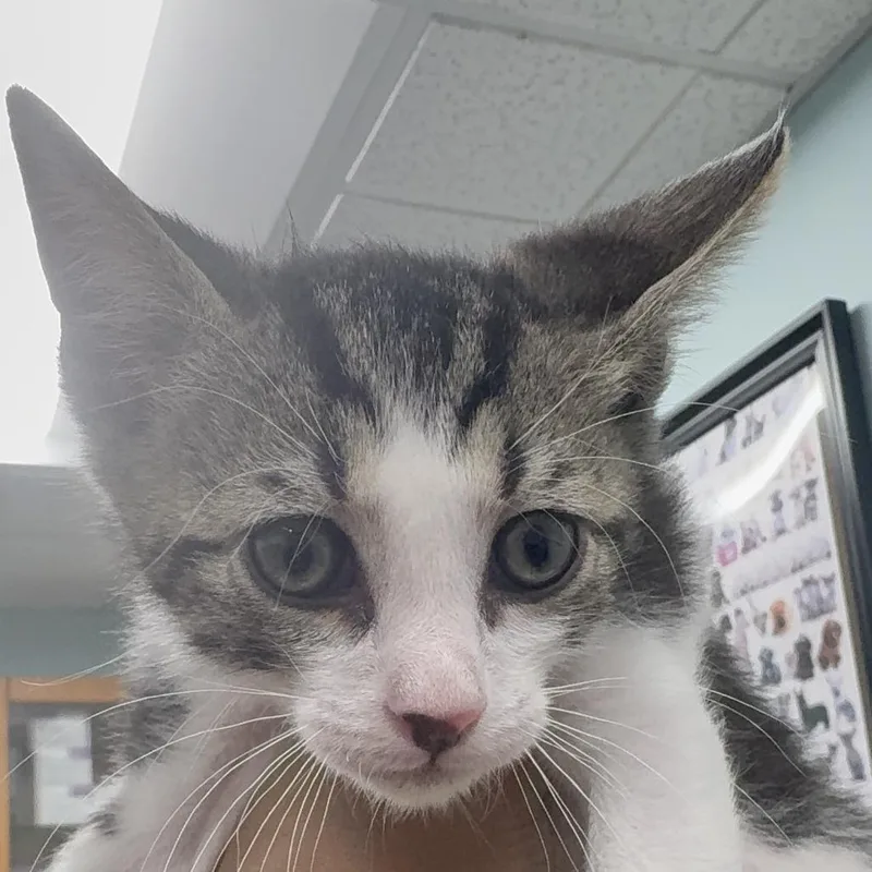 A baby small-sized male Brown / Chocolate Domestic Short Hair cat named Diesel for adoption in Hamburg, NY