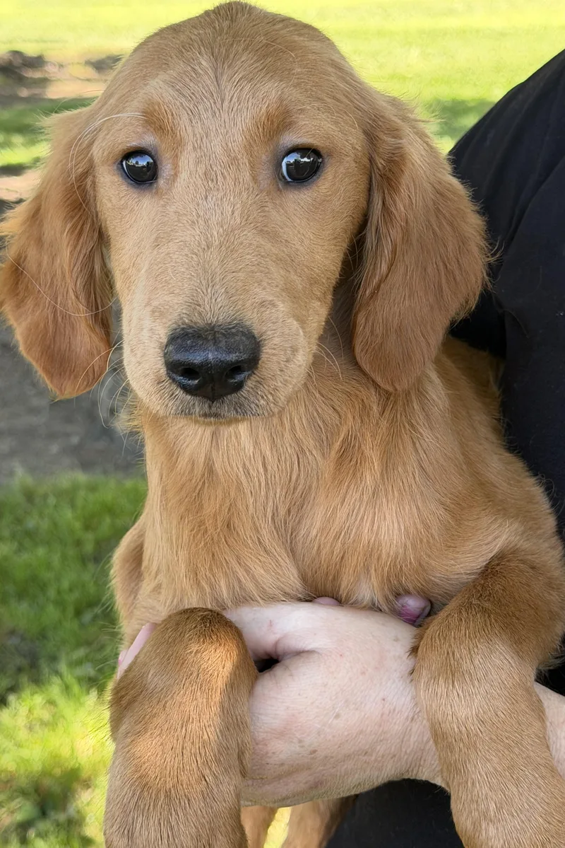 A baby large-sized female Golden Retriever dog named Ginger for adoption in Yuba City, CA