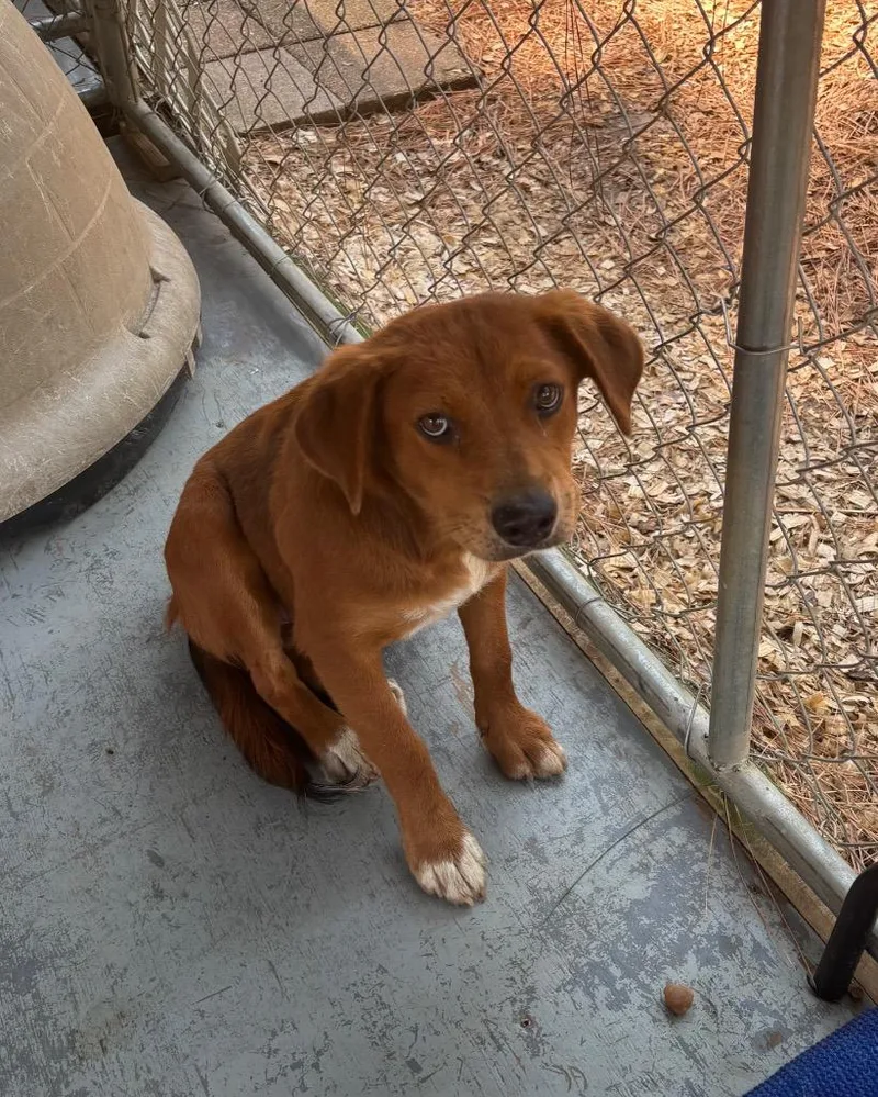A young medium-sized female Red / Chestnut / Orange Collie dog named Autumn for adoption in Ruston, LA