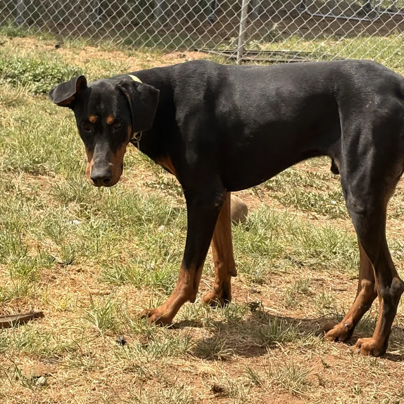 Atlas