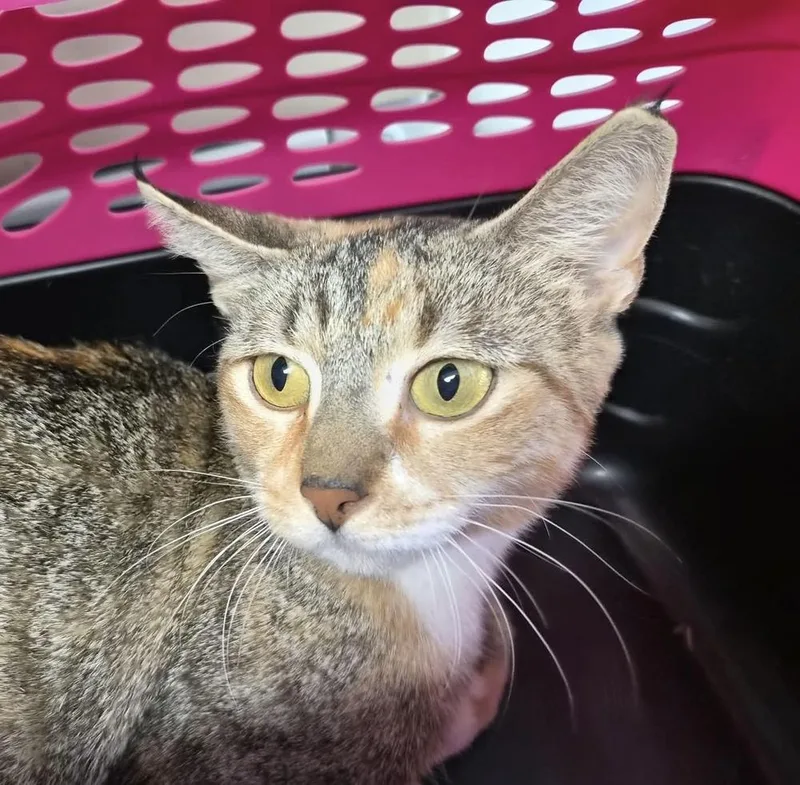 An adult medium-sized female Domestic Short Hair cat named Opalina for adoption in Bolivar, MO