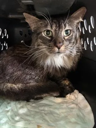 An adult medium-sized male Domestic Short Hair cat named Michael Meowers for adoption in Lafayette, IN