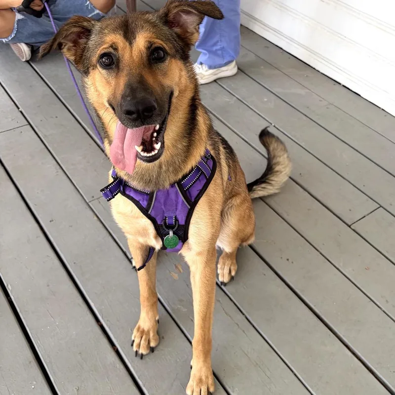 A young medium-sized female Yellow / Tan / Blond / Fawn German Shepherd Dog dog named Nini for adoption in San Antonio, TX