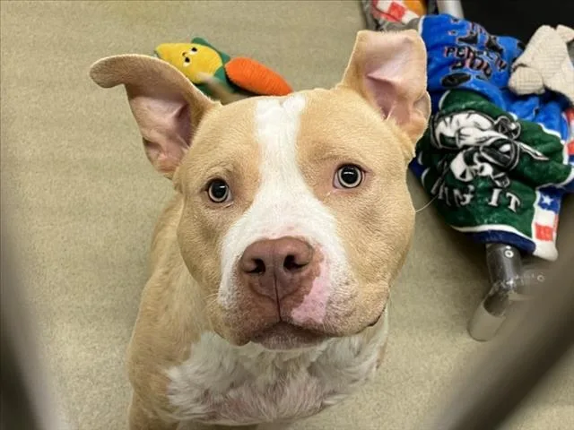A young medium-sized male Pit Bull Terrier dog named Jaye for adoption in Chapel Hill, NC