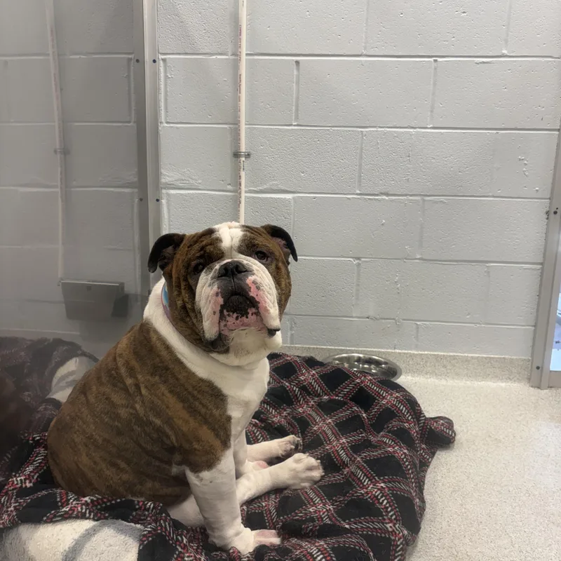 Hubba Bubba thumbnail 2