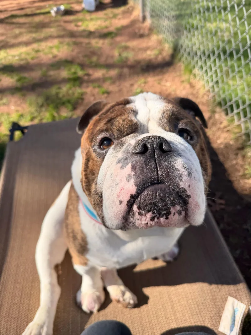 An adult large-sized male English Bulldog dog named Hubba Bubba for adoption in North Haven, CT